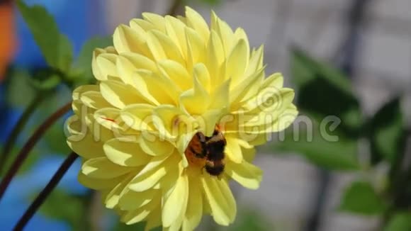 蜜蜂坐在大丽花的黄色花朵上视频的预览图