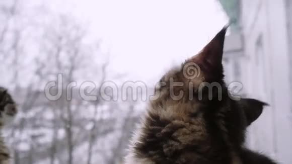 可爱的小猫坐在窗户上缓慢地看着冬天的风景1920x1080视频的预览图
