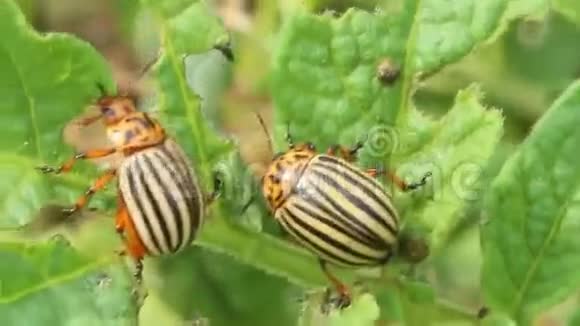 科罗拉多甲虫吞噬了土豆的叶子视频的预览图