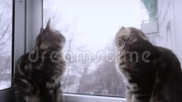 可爱的缅因科小猫坐在窗户上缓慢地看着冬天的风景1920x1080视频的预览图