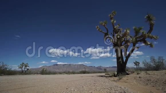 沙漠中路旁约书亚树的多利照片视频的预览图