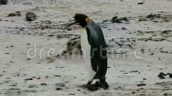 企鹅王正在闲逛视频的预览图