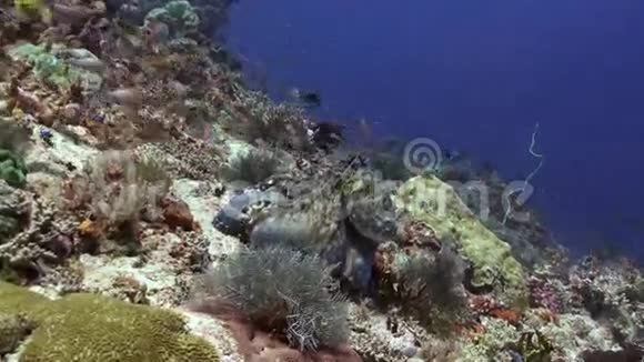 美丽的章鱼在海礁上觅食视频的预览图