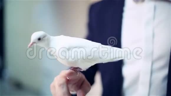 男人手里拿着一只白鸽视频的预览图