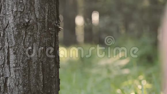 森林里的女人视频的预览图
