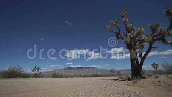沙漠中路旁约书亚树的多利照片视频的预览图