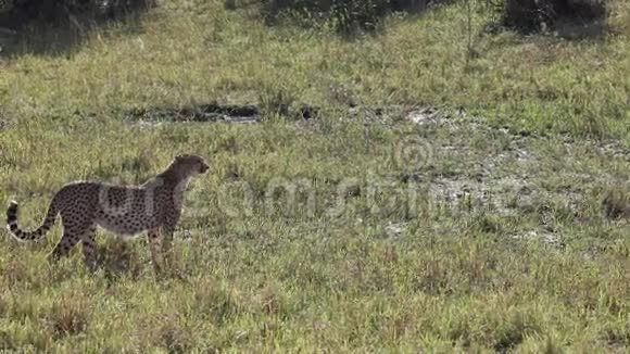 猎豹非洲野生动物狩猎跟踪视频的预览图