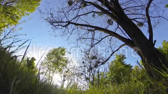 绿草和树木在风中飘扬视频的预览图