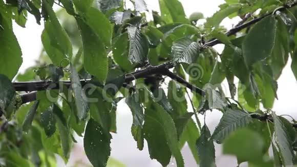 雨点落在绿叶上视频的预览图