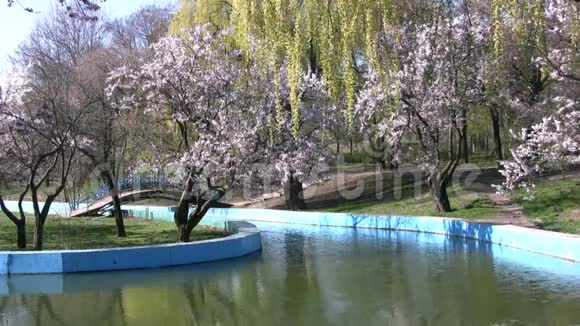 春天在公园里樱花和柳树视频的预览图