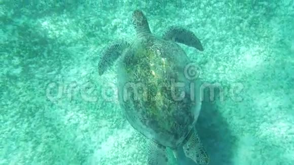 海龟在水下游泳视频的预览图