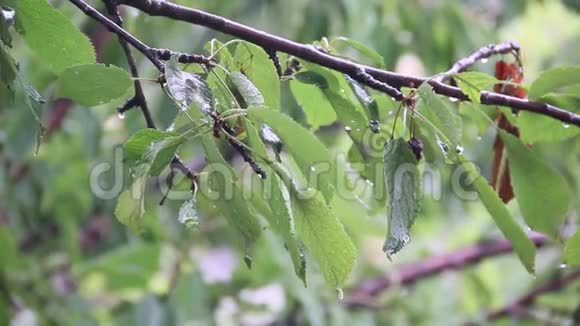 雨点落在绿叶上视频的预览图