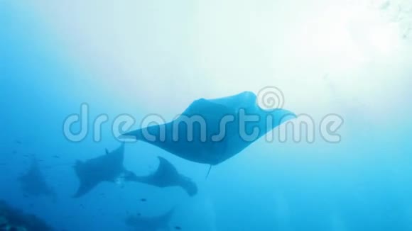 马尔代夫大曼塔雷人放松游泳视频的预览图