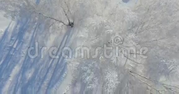 4鸟兽冬天森林里的早晨冰封的桦树冬天的田野和蓝天上有霜垂直俯视视频的预览图