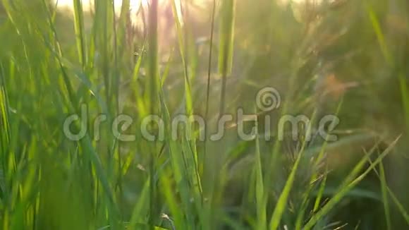 草地上的日出大自然慢动作的清晨阳光视频的预览图