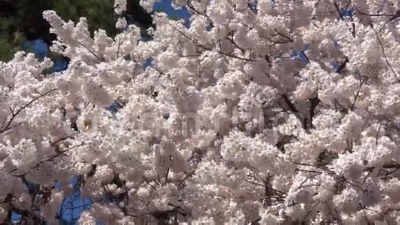 漂亮的樱桃花视频的预览图