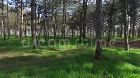 绿色森林与太阳透镜耀斑视频的预览图