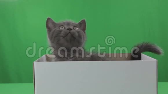 美丽的小猫苏格兰折叠在盒子上的绿色屏幕视频的预览图