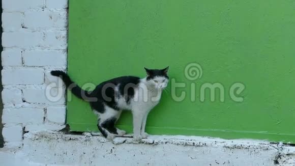 春猫在阳台上等待爱情慢动作视频视频的预览图