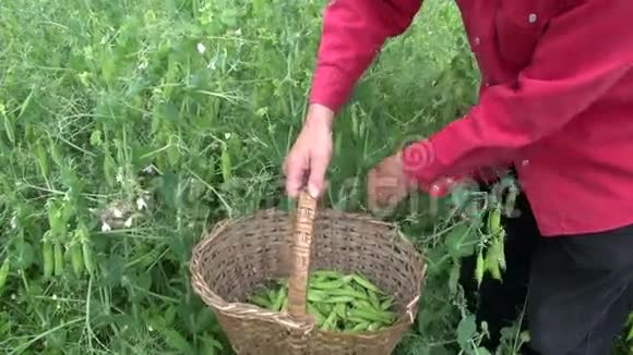 采摘园艺者在旧篮子中收获新鲜的绿色豌豆视频的预览图