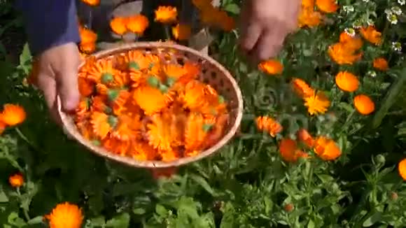 园艺植物手工收集木柳条篮子里的万寿菊金盏花视频的预览图