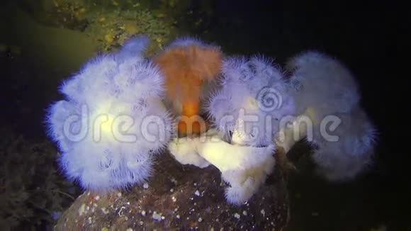 美丽的海葵在白海沙底水下视频的预览图
