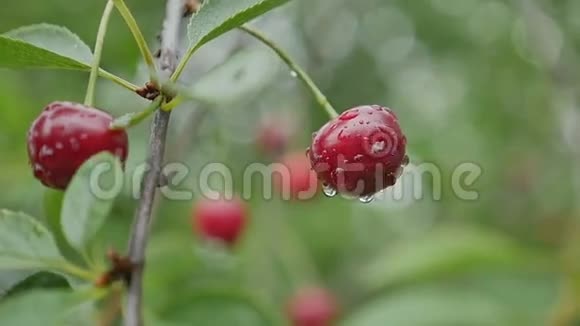 樱花树上绿叶背景慢动作视频视频的预览图