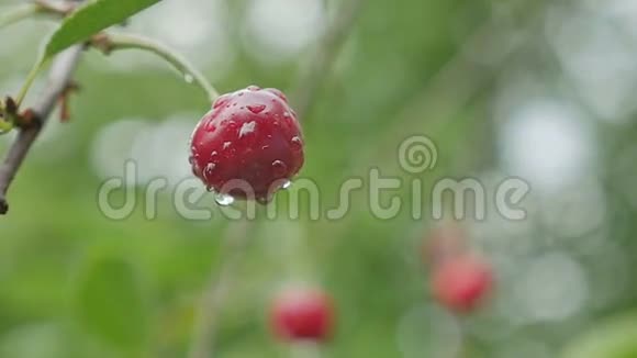 樱花树上绿叶绿背景慢动作视频视频的预览图