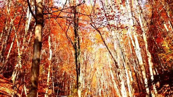 森林倾斜向上铜色树视频的预览图