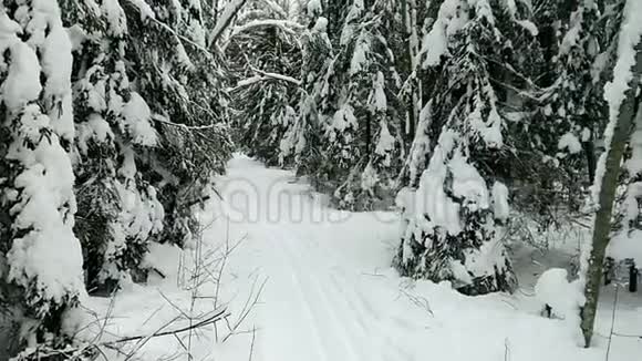 森林里的冬天视频的预览图