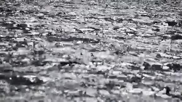 夏季的湖面水上的涟漪视频的预览图
