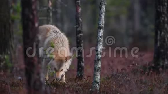 欧亚狼又称灰狼或灰狼又称木材狼视频的预览图