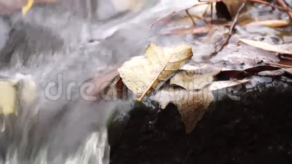 小溪流的特写和水中的树叶视频的预览图