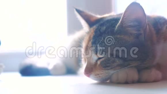 猫纹三色睡眠概念生活方式猫睡在窗台上阳光和窗户在一起视频的预览图