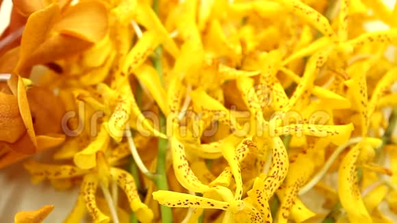 黄色的万达兰花视频的预览图