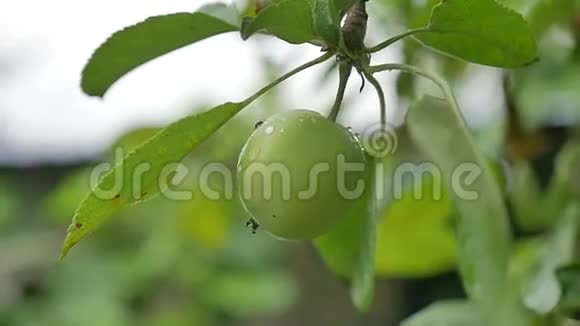 绿苹果挂在树上露水滴水慢动作视频视频的预览图