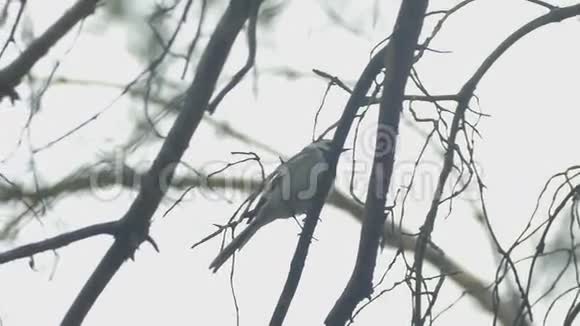 小鸟坐在树枝上慢动作视频视频的预览图