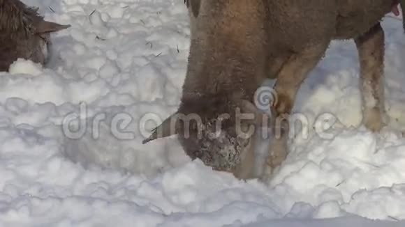 冬天的雪中羊视频的预览图