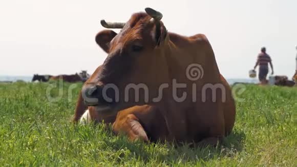 奶牛在户外农场视频的预览图
