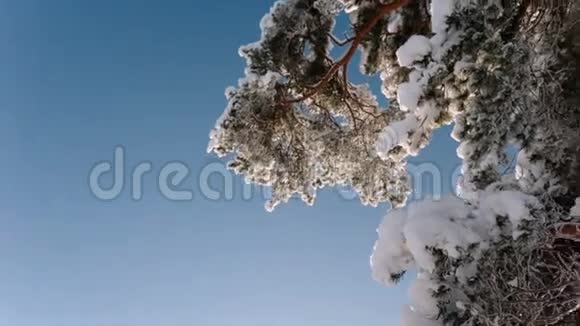 相机旋转并移除有雪和天空的树的树枝视频的预览图