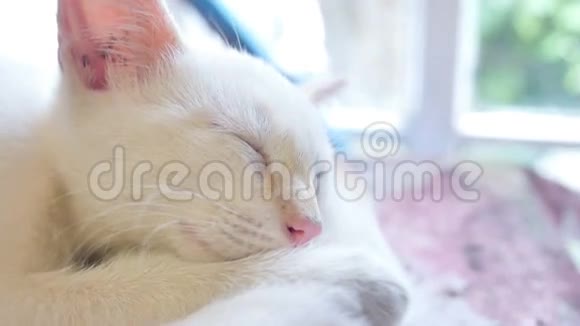 小白猫睡在红色小猫上友情搞笑宠物慢动作视频视频的预览图