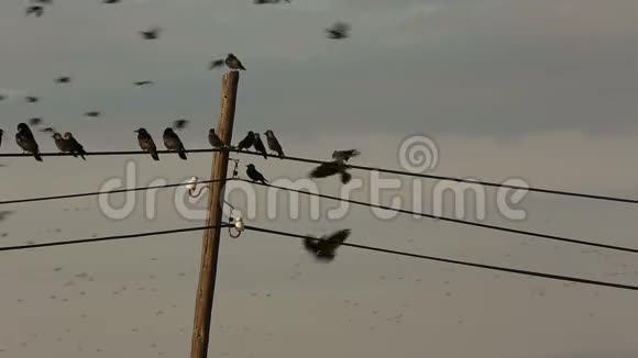 乌鸦聚集在电报电缆上视频的预览图