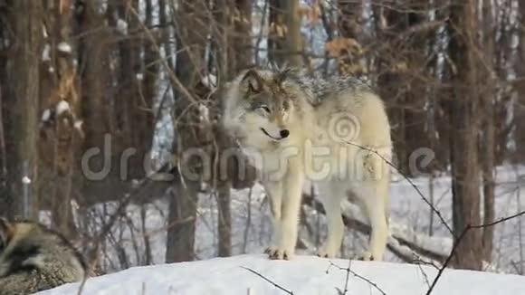 冬天一只孤独的木狼视频的预览图