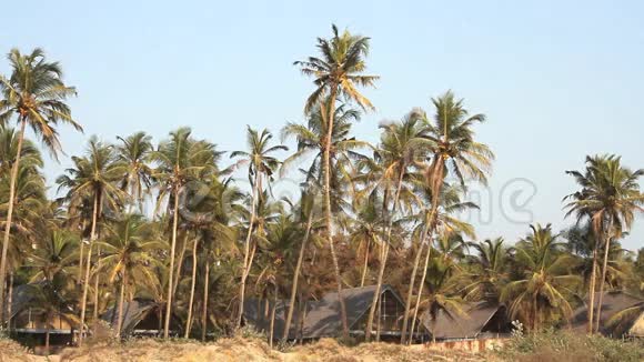 海岸线附近的椰子棕榈树视频的预览图
