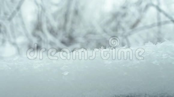 寒冷平静的冬日在雪林中视频的预览图