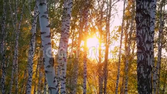 在夏秋森林里的桦树在美丽的日落中在缓慢的运动中1920x1080视频的预览图