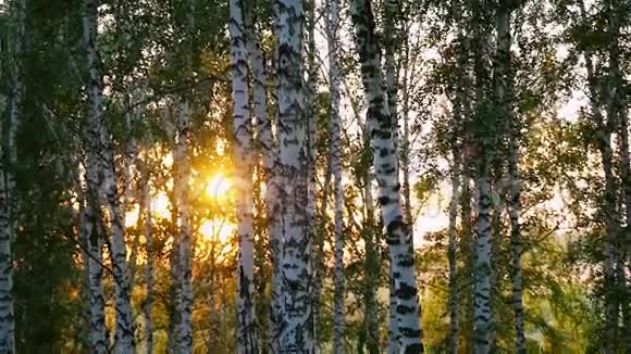 在日落时在一片夏林中的桦树在缓慢的运动中变化焦点模糊1920x1080视频的预览图
