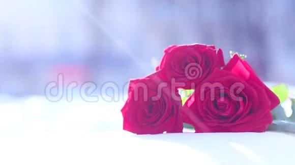 雪上的红玫瑰一朵花一个冬天一场霜视频的预览图