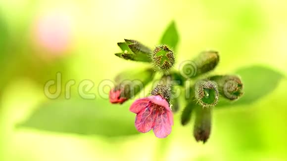 肺草蒲甘草开花视频的预览图