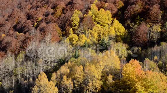 金叶在明亮的秋日树枝上秋天的颜色在森林里山地景观黄色和金色的叶子视频的预览图